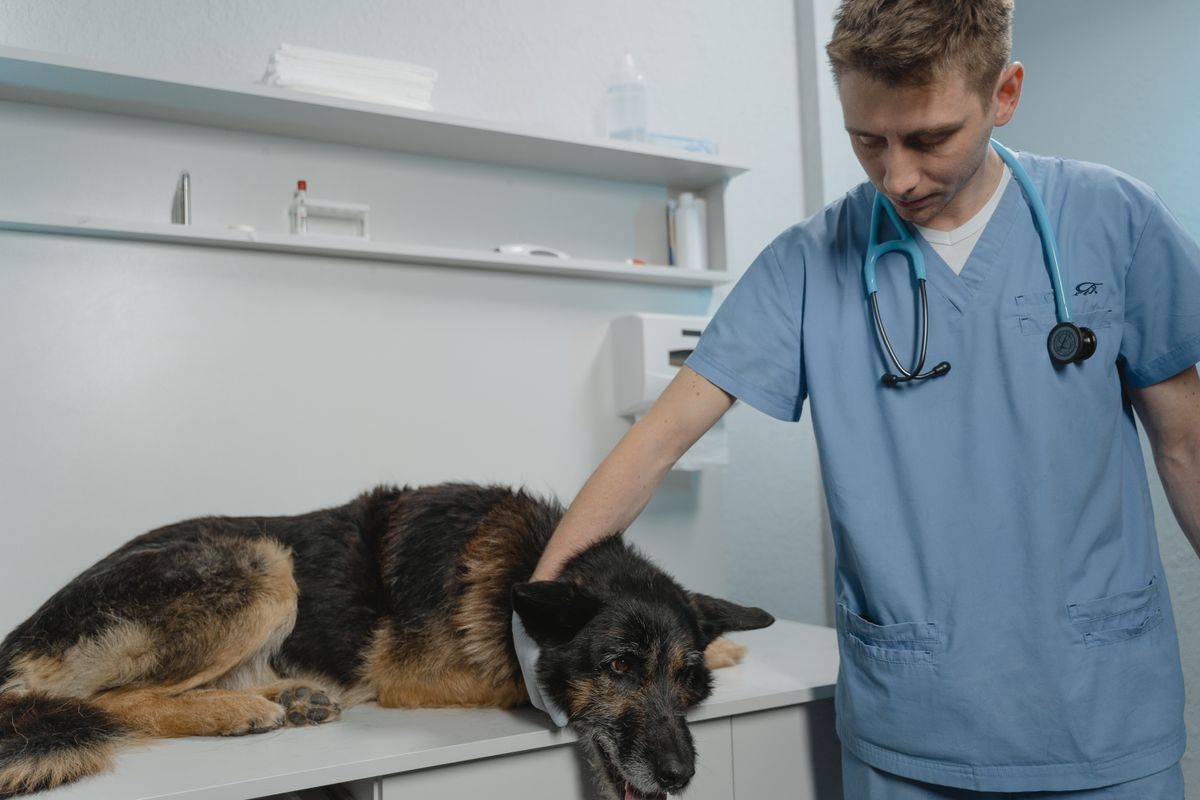 Tierarzt streichelt einen liegenden Schäferhund mit Stethoskop um den Hals im Behandlungsraum
