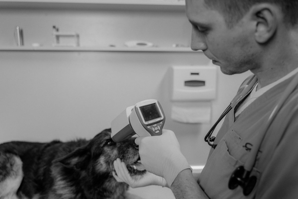 Tierarzt untersucht mit einem Diagnosegerät das Auge eines Schäferhundes im Behandlungszimmer